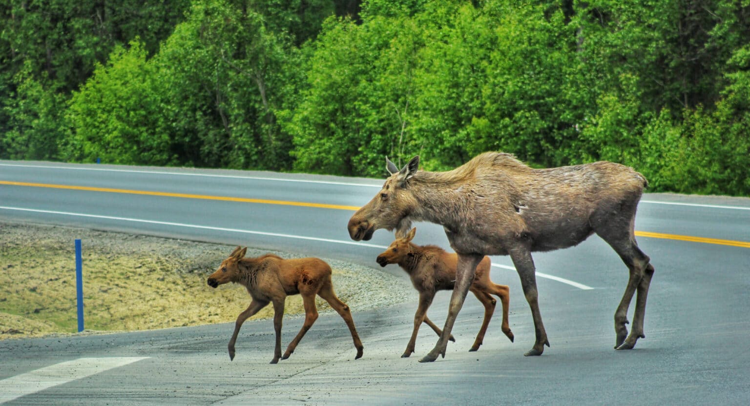 Moose Accidents in Alaska - Farnsworth & Vance